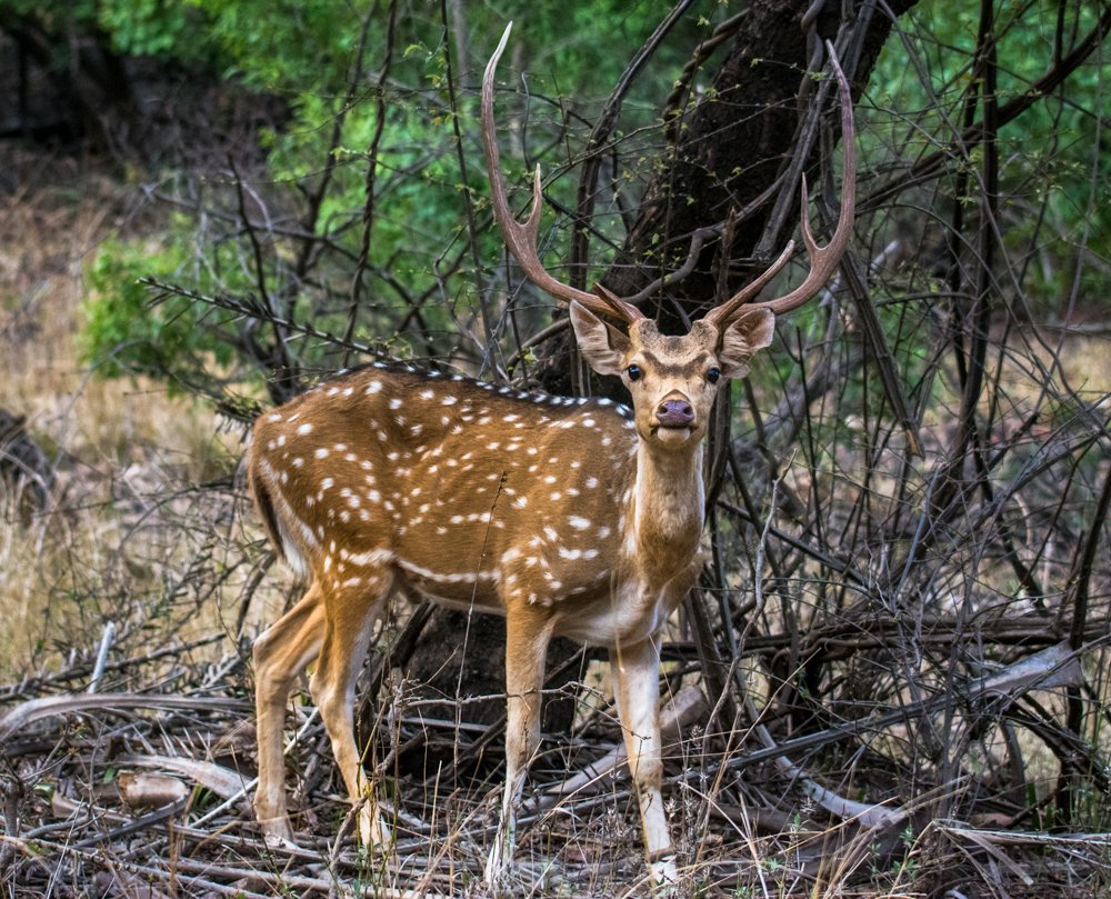 Wildlife Portrait