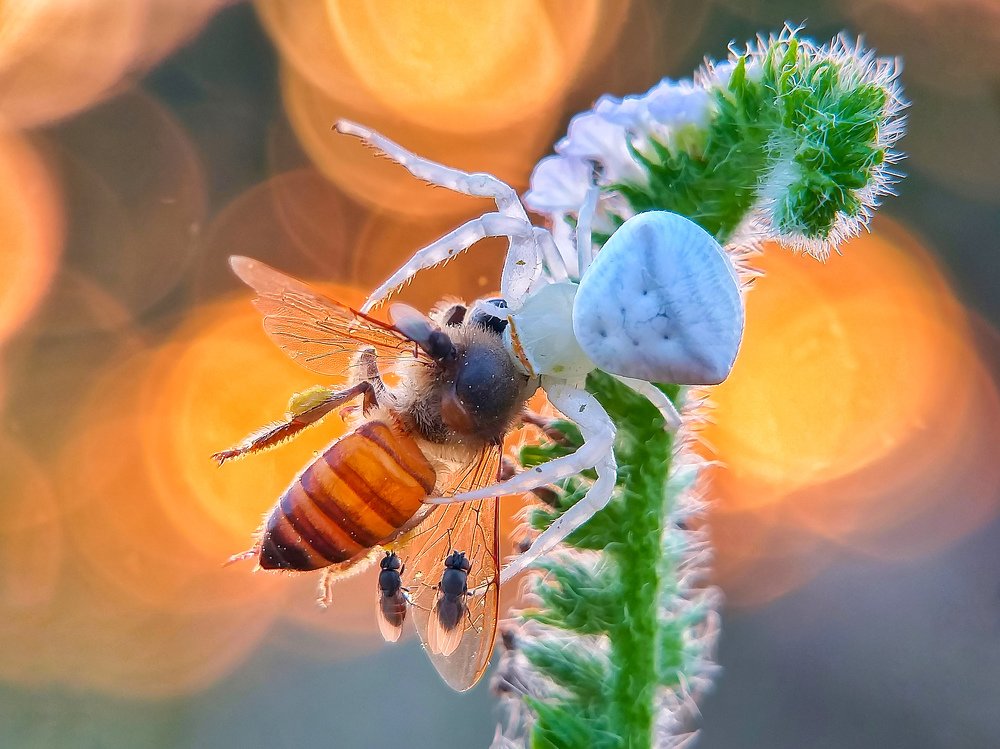 Crab spider killed a honey and