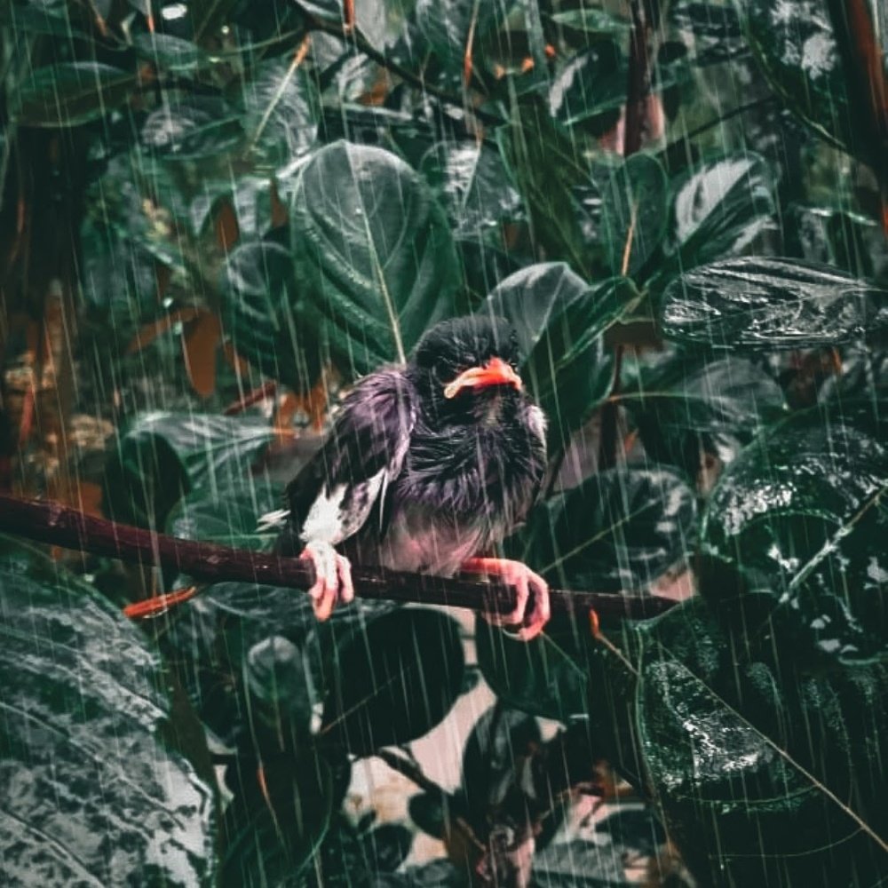 Фотография автора Shahed Zakir Opi