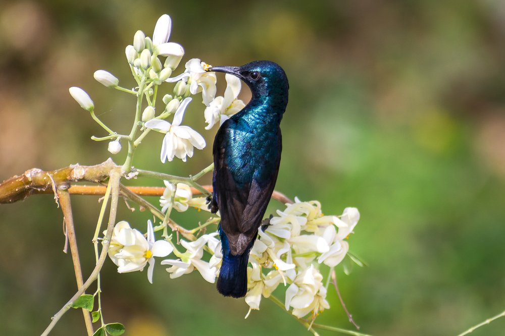 Photograph by Vasanth Selvaraj