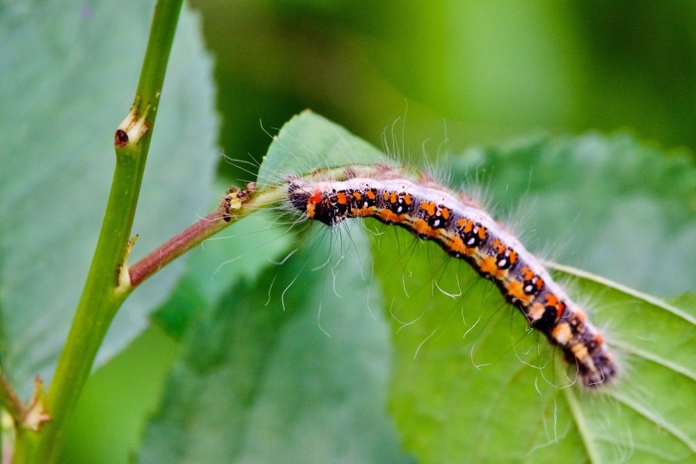 Hello! Is it me you looking for?