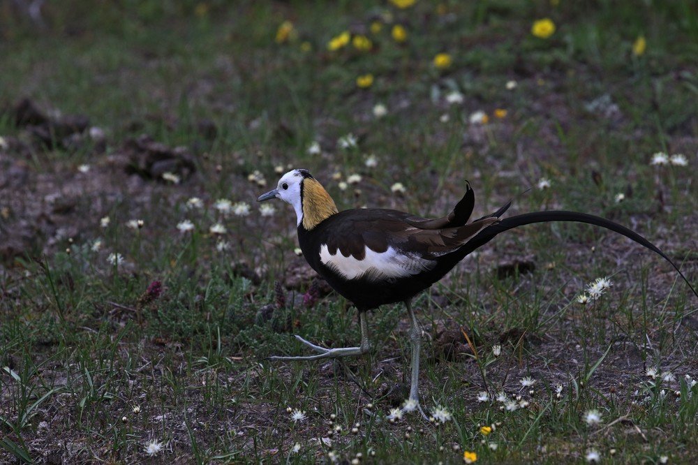 Фотография автора Leki Wangdi