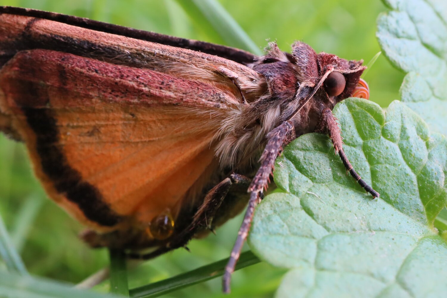 moth in garden