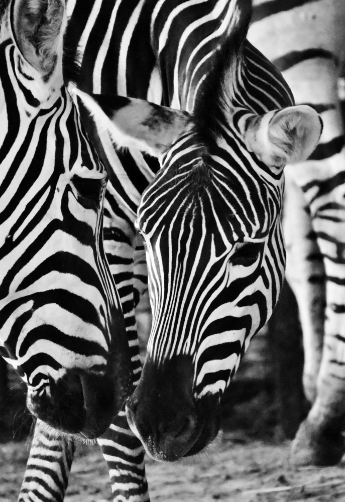 Полоска к полоске