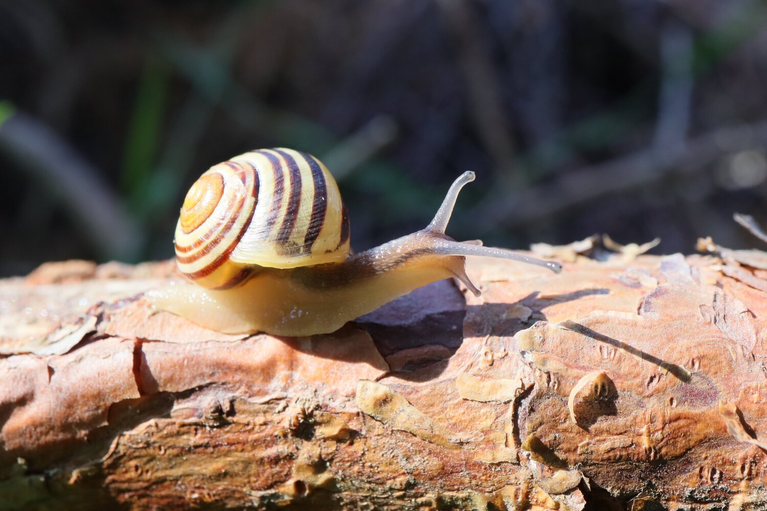 snail