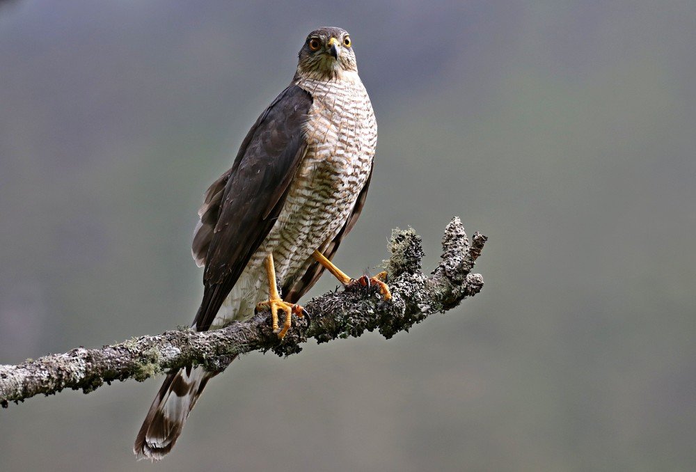 Eurasian Sparrowhawk resting