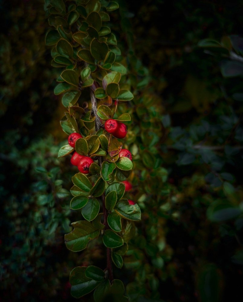 Photograph by Владимир Алейников