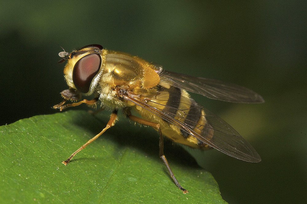 Фотография автора Марина Кулакова