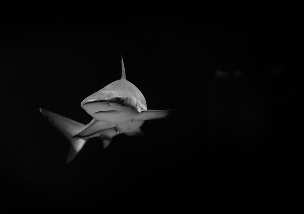 Photograph by Сергей Щербина