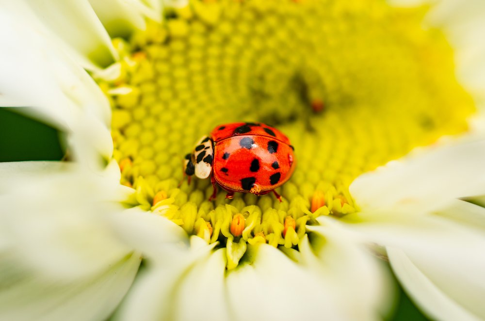 Красное, жёлтое, белое...