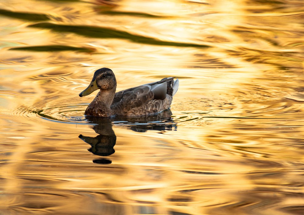 Photograph by Сергей Щербина