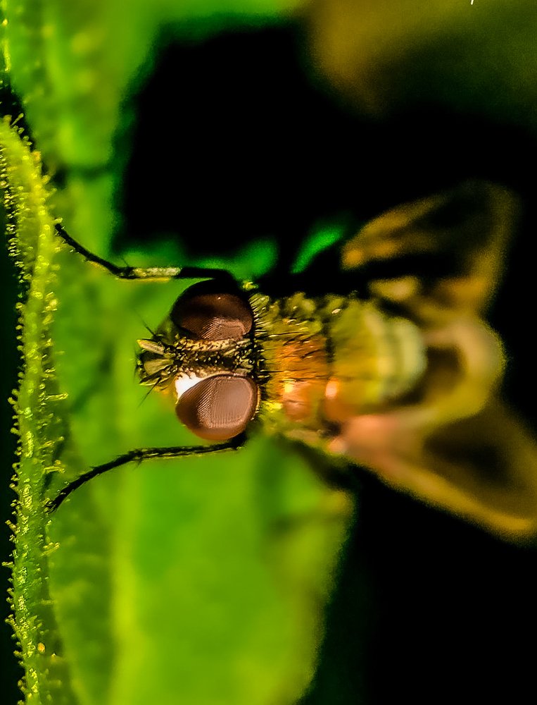 The Fly
