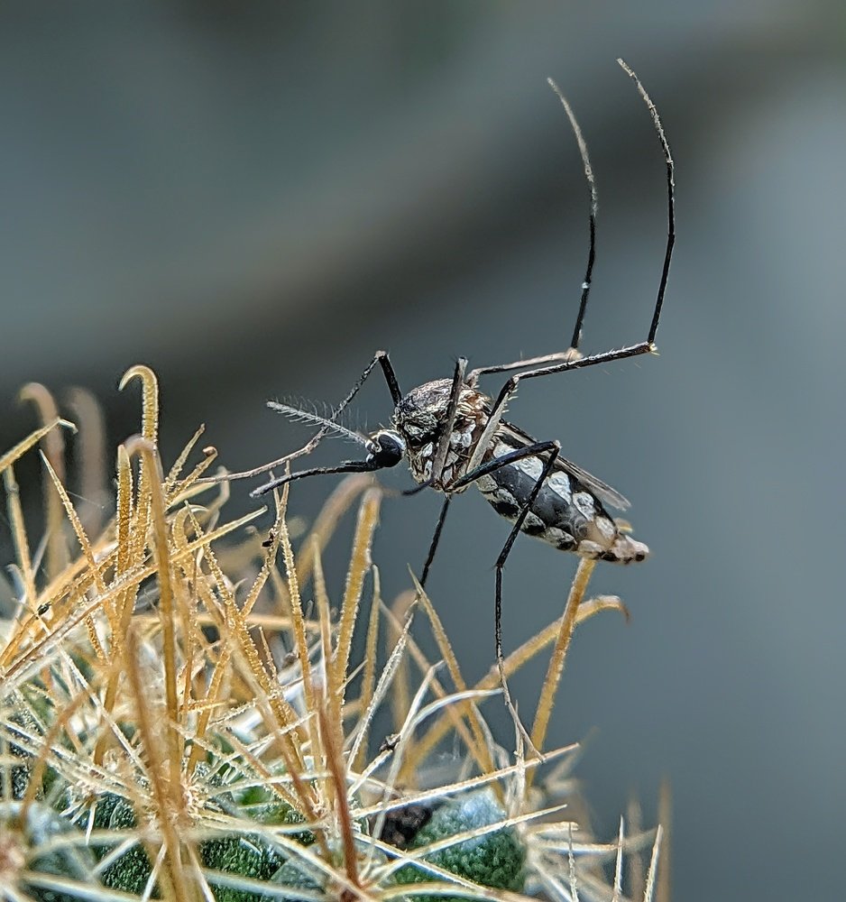 Photograph by virgilio Arquelola jr