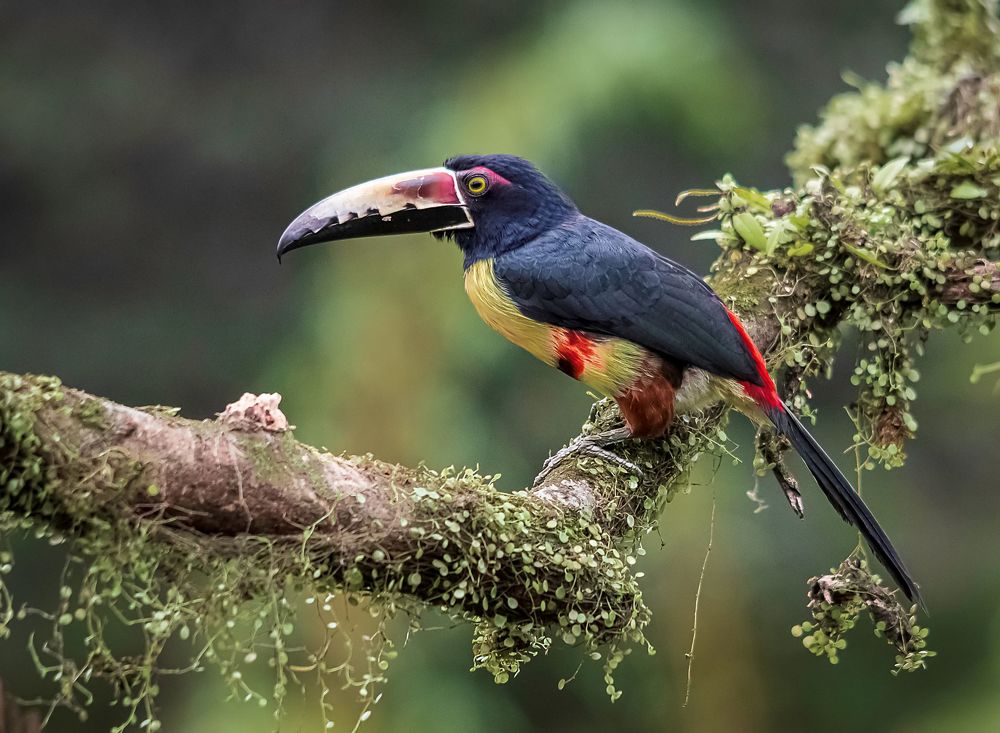 Collared Aracari. Costa Rica 2019