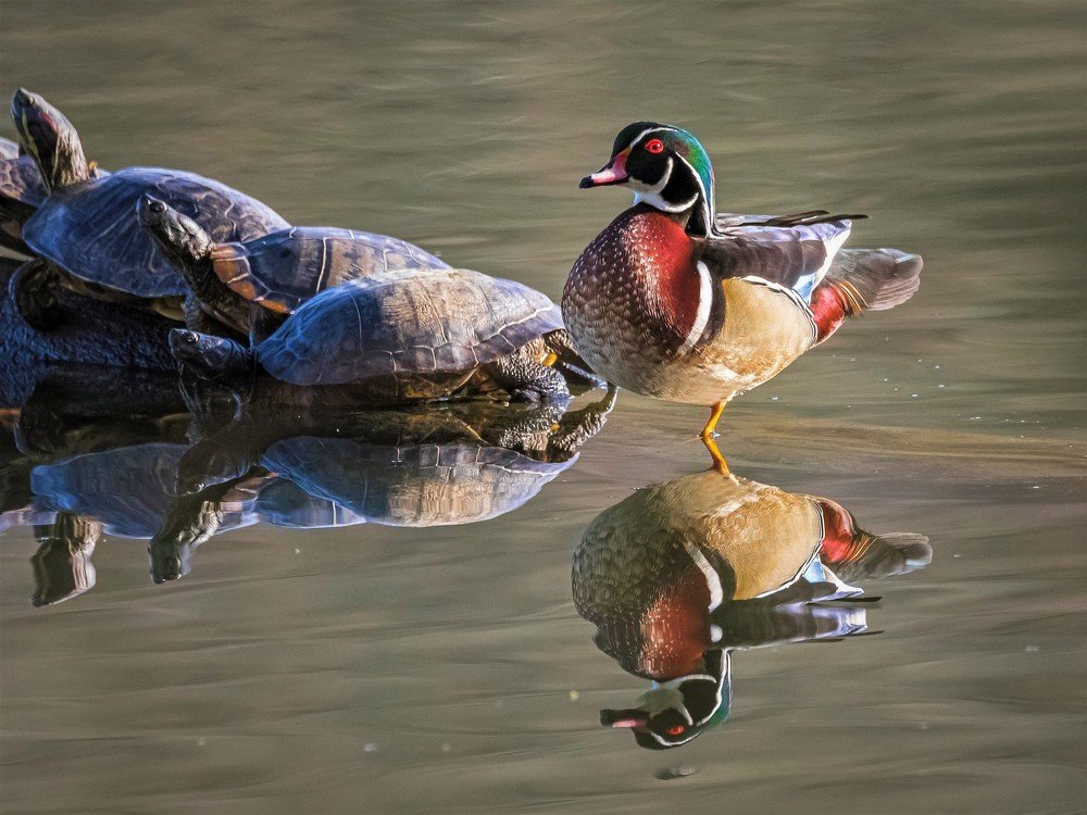 Wood Duck & Red Ear Slider