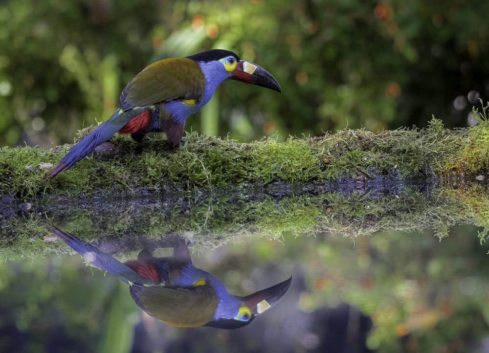 Plate-billed Mountain-Toucan