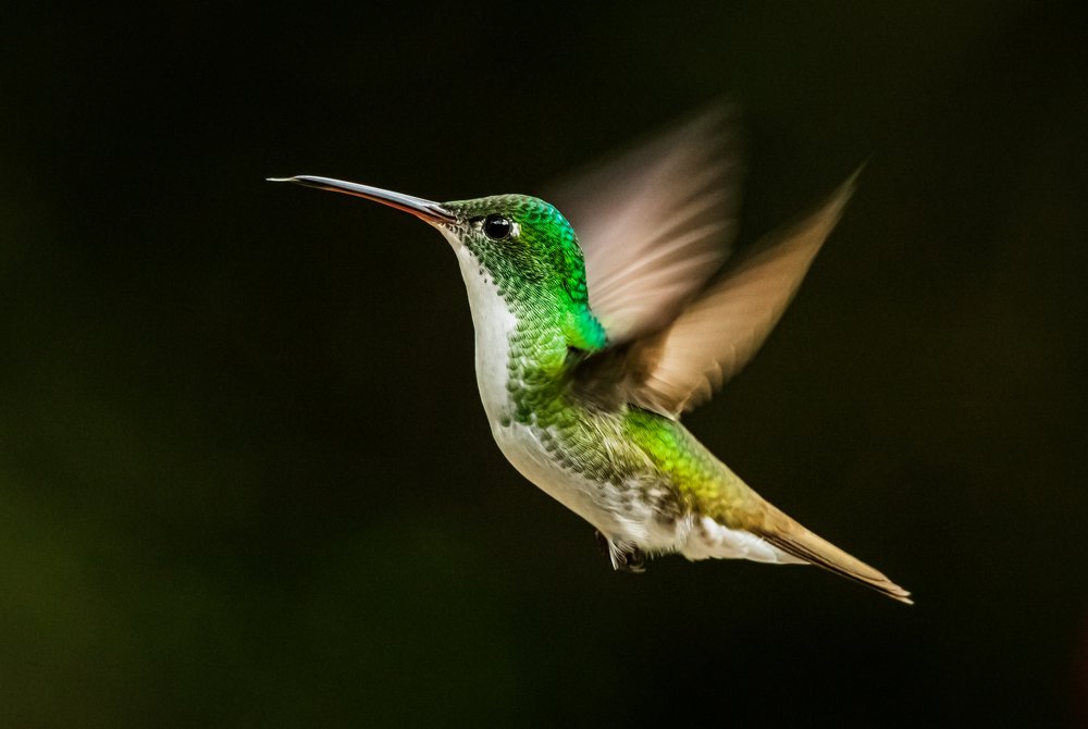 Photograph by Fredy Madrigal