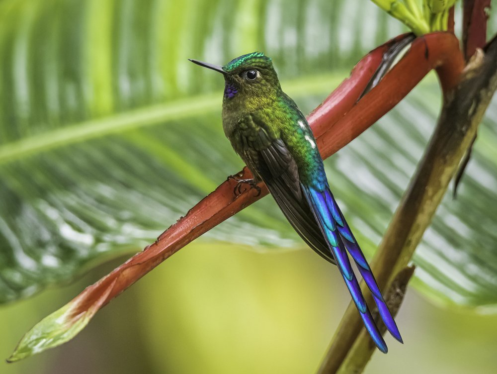 Violet-tailed Sylph