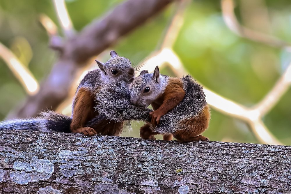 Photograph by Fredy Madrigal