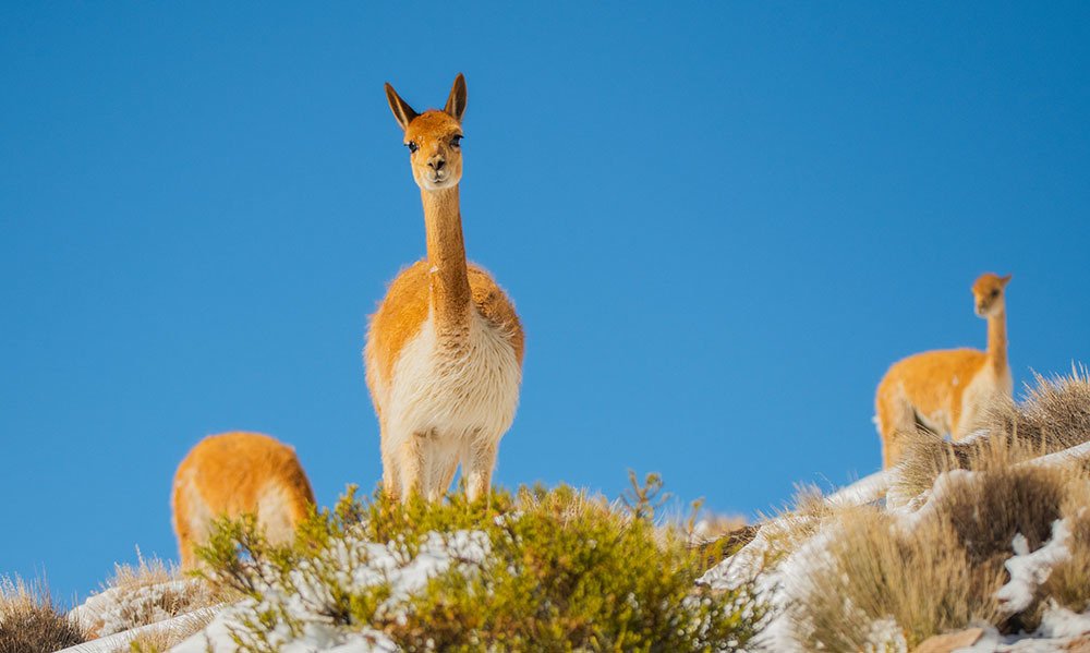 Vicuñas