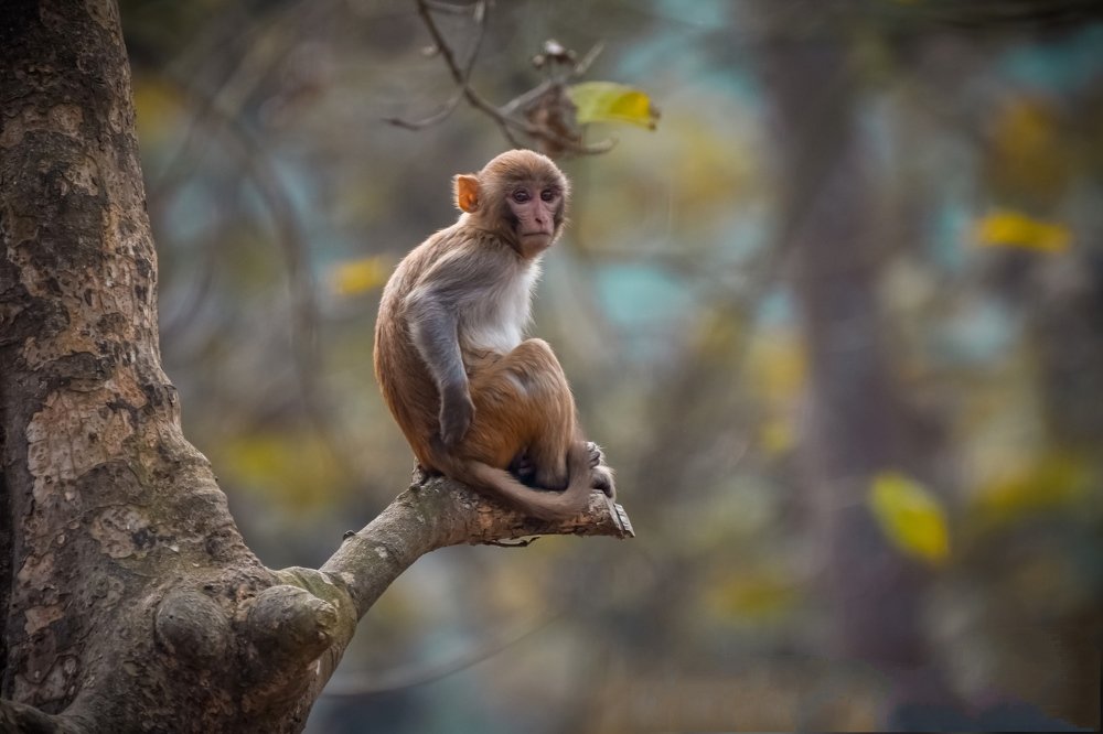 Photograph by Bikkee Bakchi