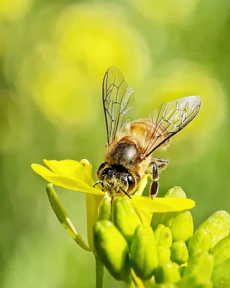 Honey eating from flower