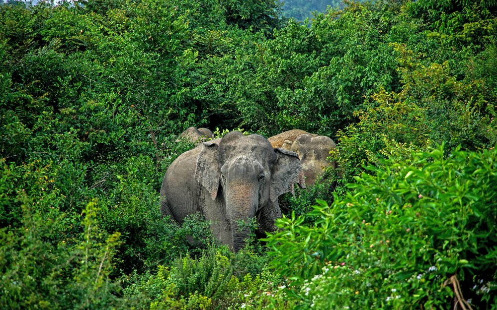 Photograph by Tilaxan Tilaxan