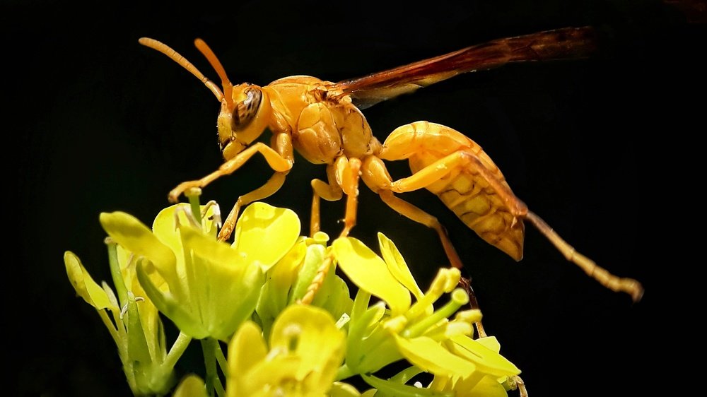 Yellow Wasp