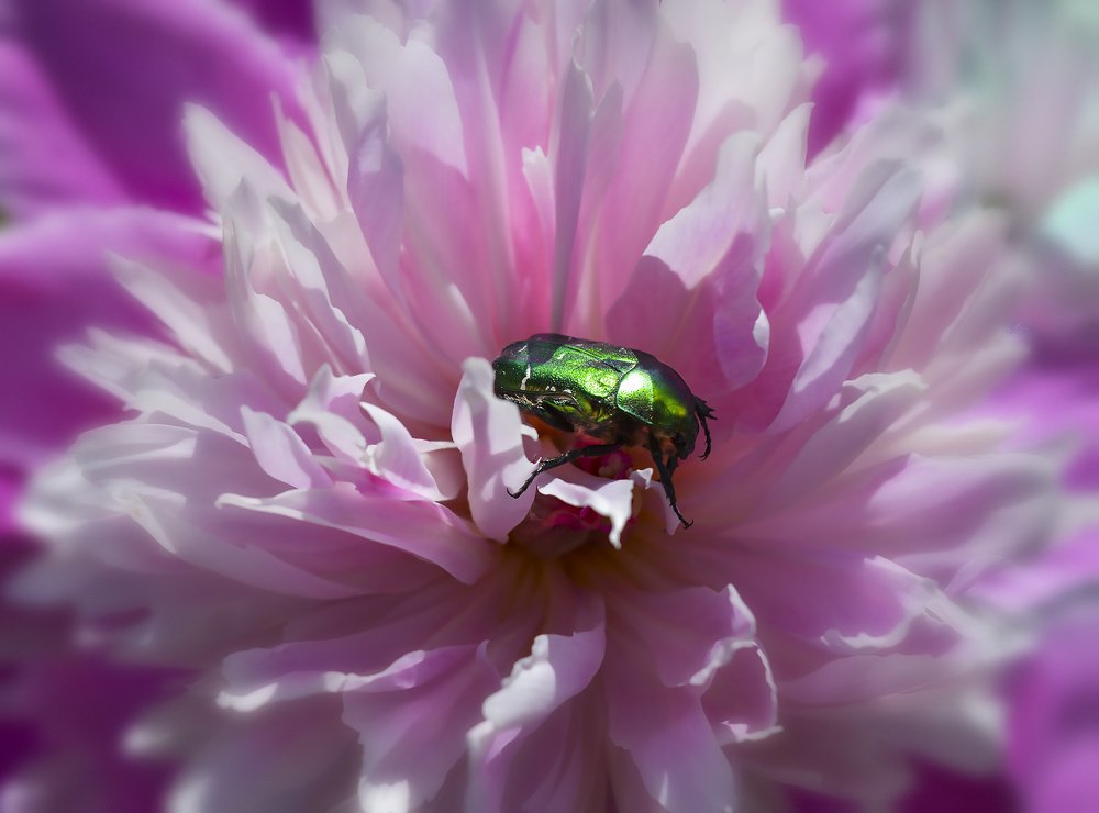 Живой изумруд