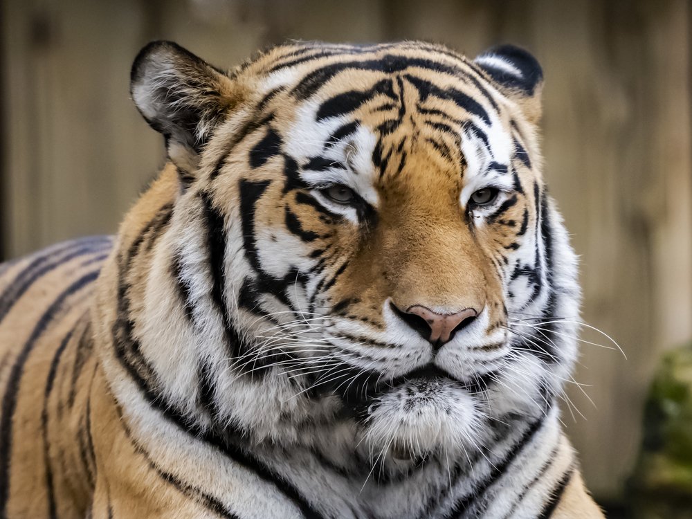 Photograph by Susanna Kari