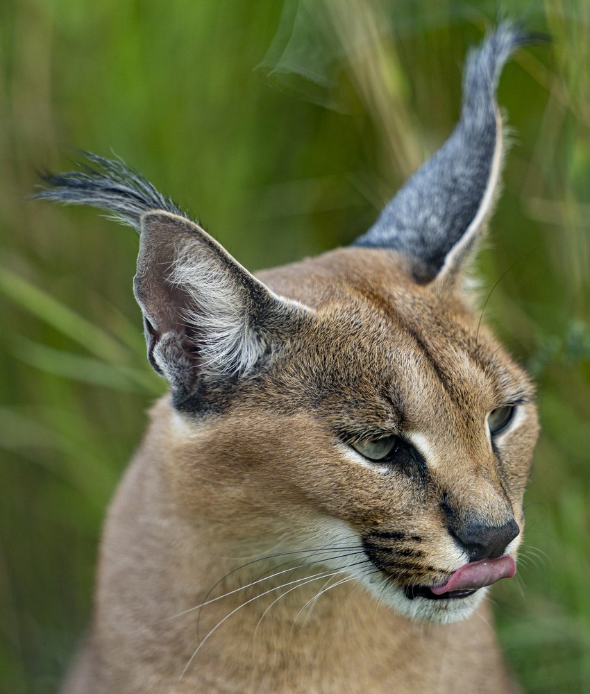 Photograph by Susanna Kari