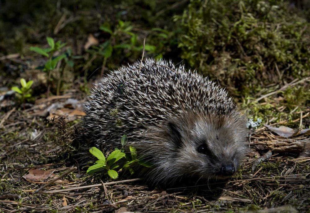 Photograph by Susanna Kari