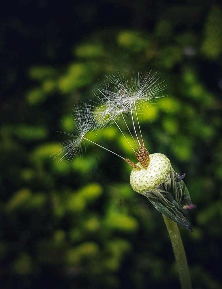 Фотография автора  reyhaneh khavaninzadeh