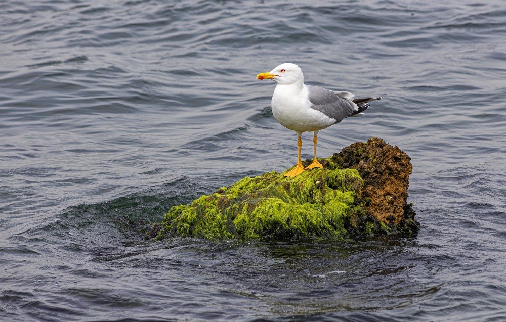 Photograph by Вячеслав Касаткин