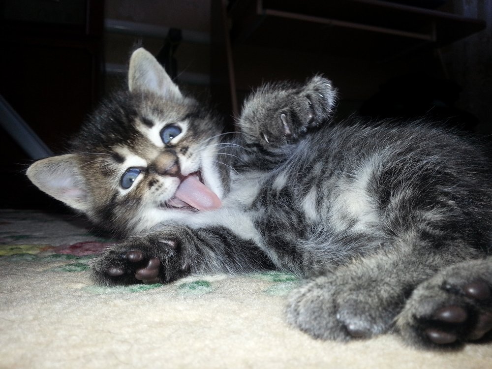 Фотография автора Михаил Лупина