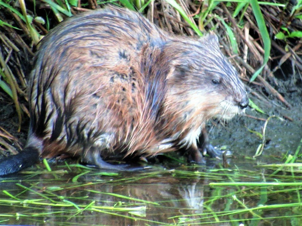 Photograph by Устюжанина Елена