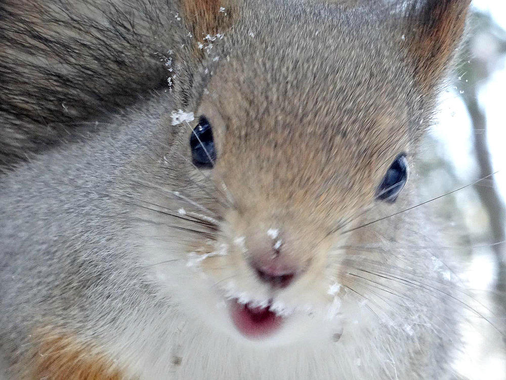 Photograph by Устюжанина Елена