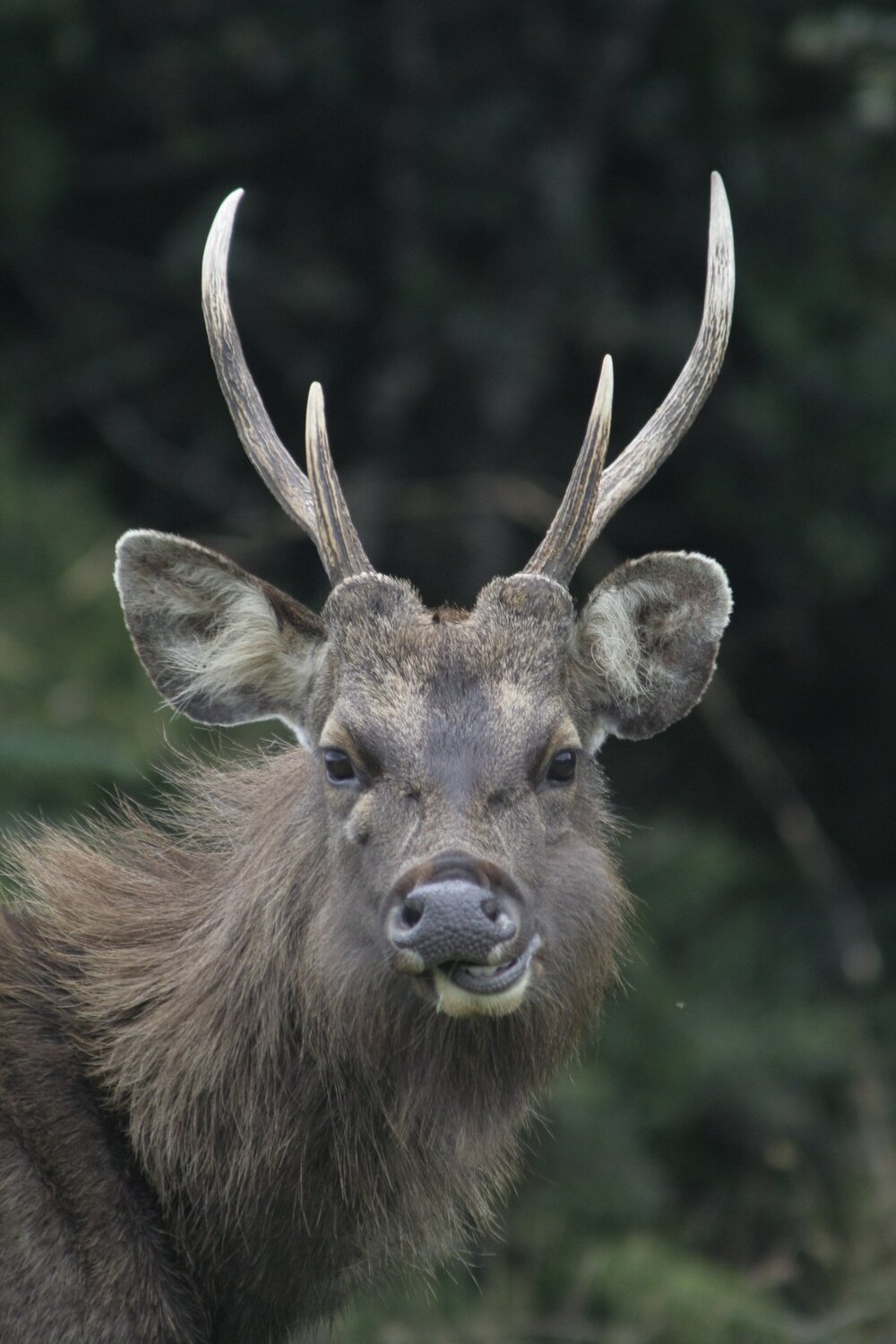 sambar deer