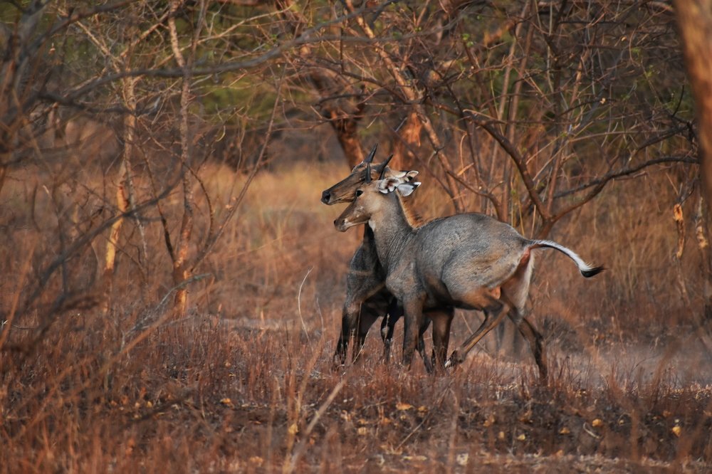 Territorial fight of blue bull