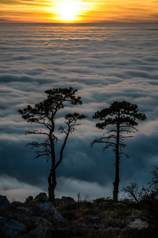 Photograph by Dinko Brozicevic