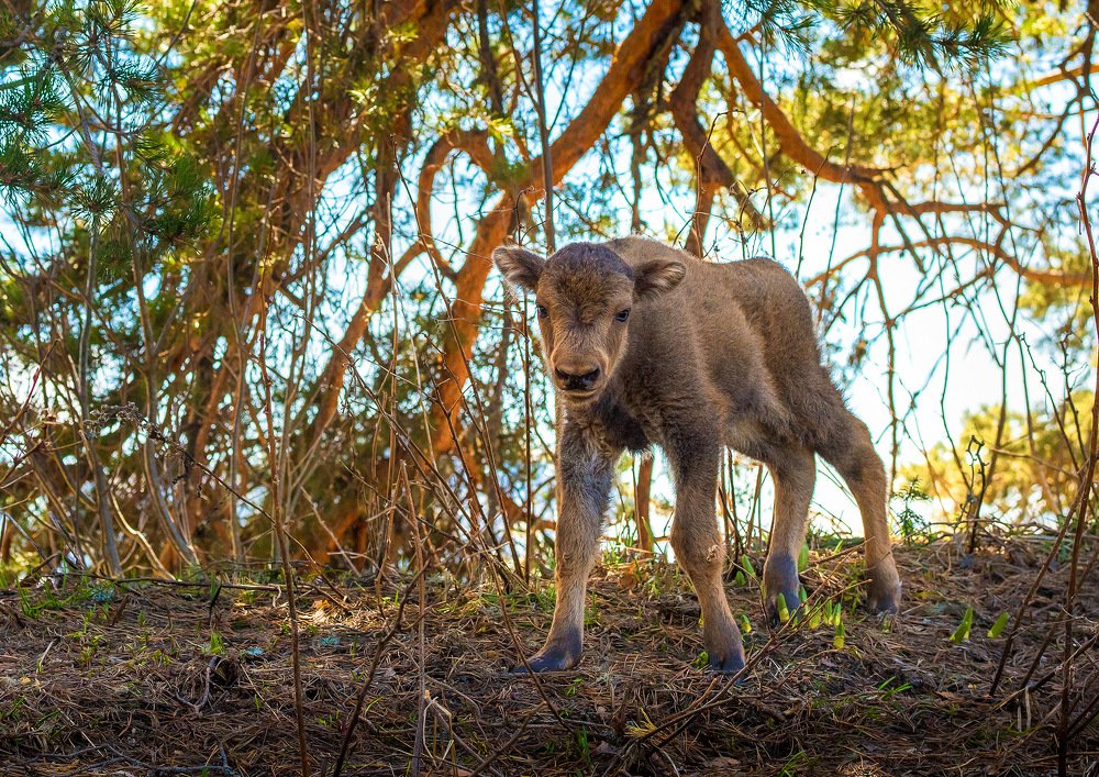 Photograph by Вадим ZUBR Малышев