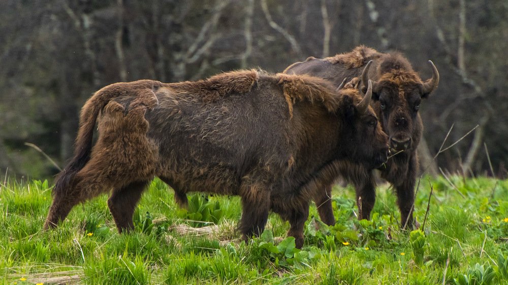 Photograph by Вадим ZUBR Малышев