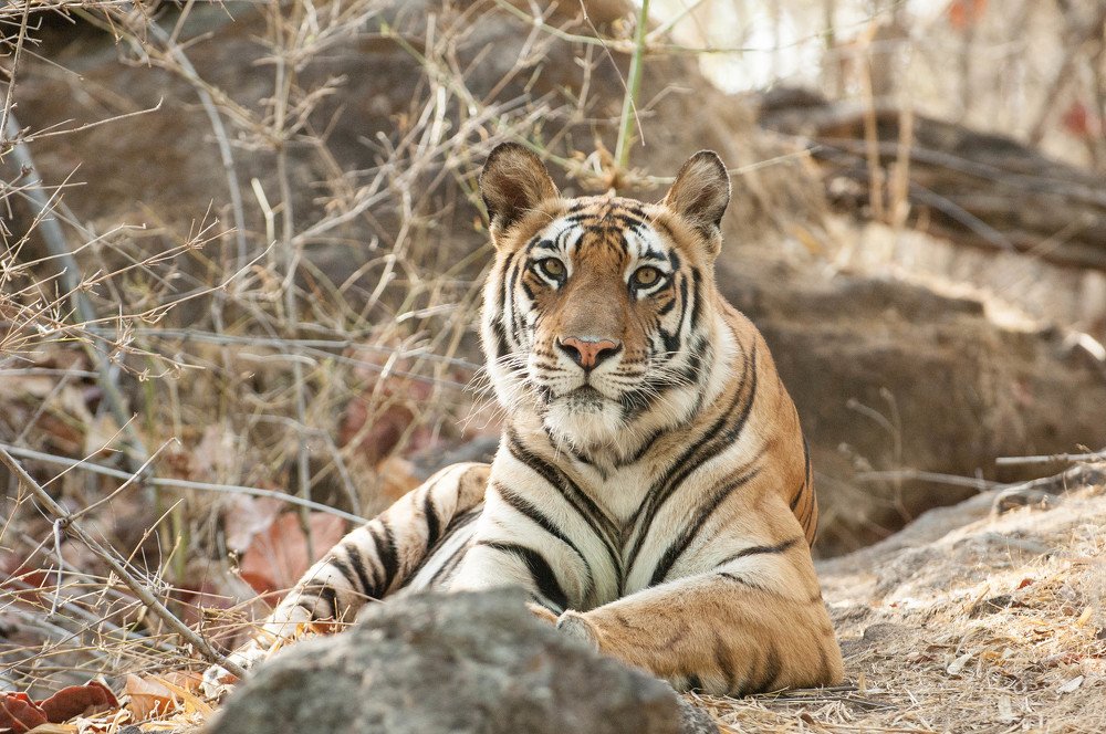 Rajbehara at Bandhavgarh