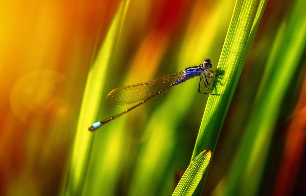 Photograph by Сергей Щербина