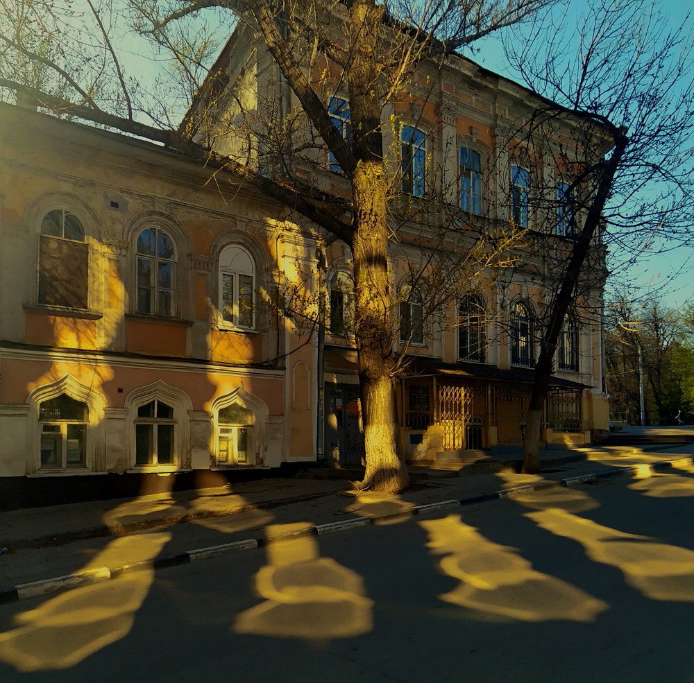 Солнечные котики