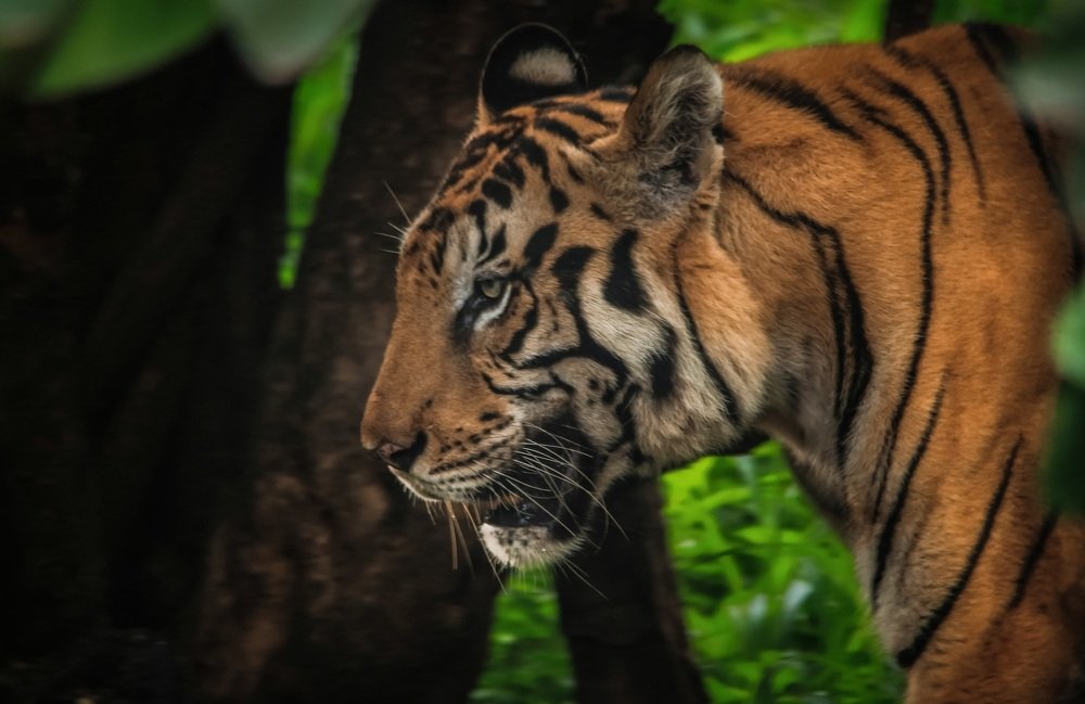 Roar of jungle