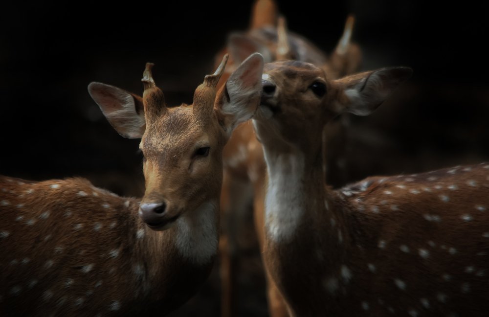 Love of spotted deers