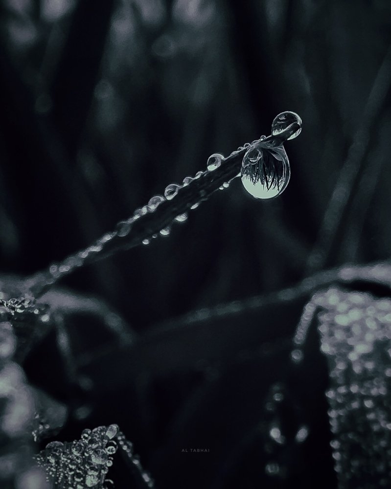 Photograph by Ali Saran