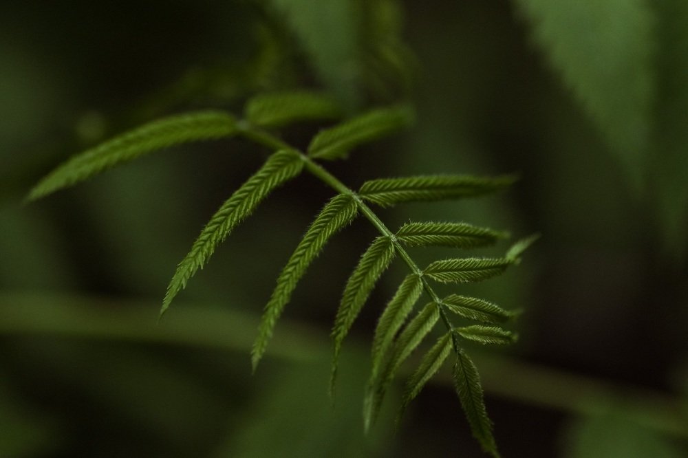 Photograph by Марина Моисеева