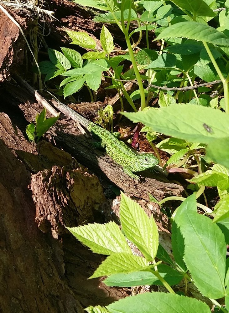 Весна с новым хвостом